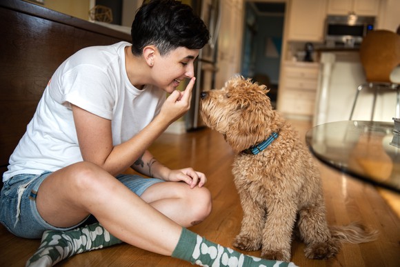 Adorable miniature Golden Doodle Puppy is being trained by his gender non conforming owner.
