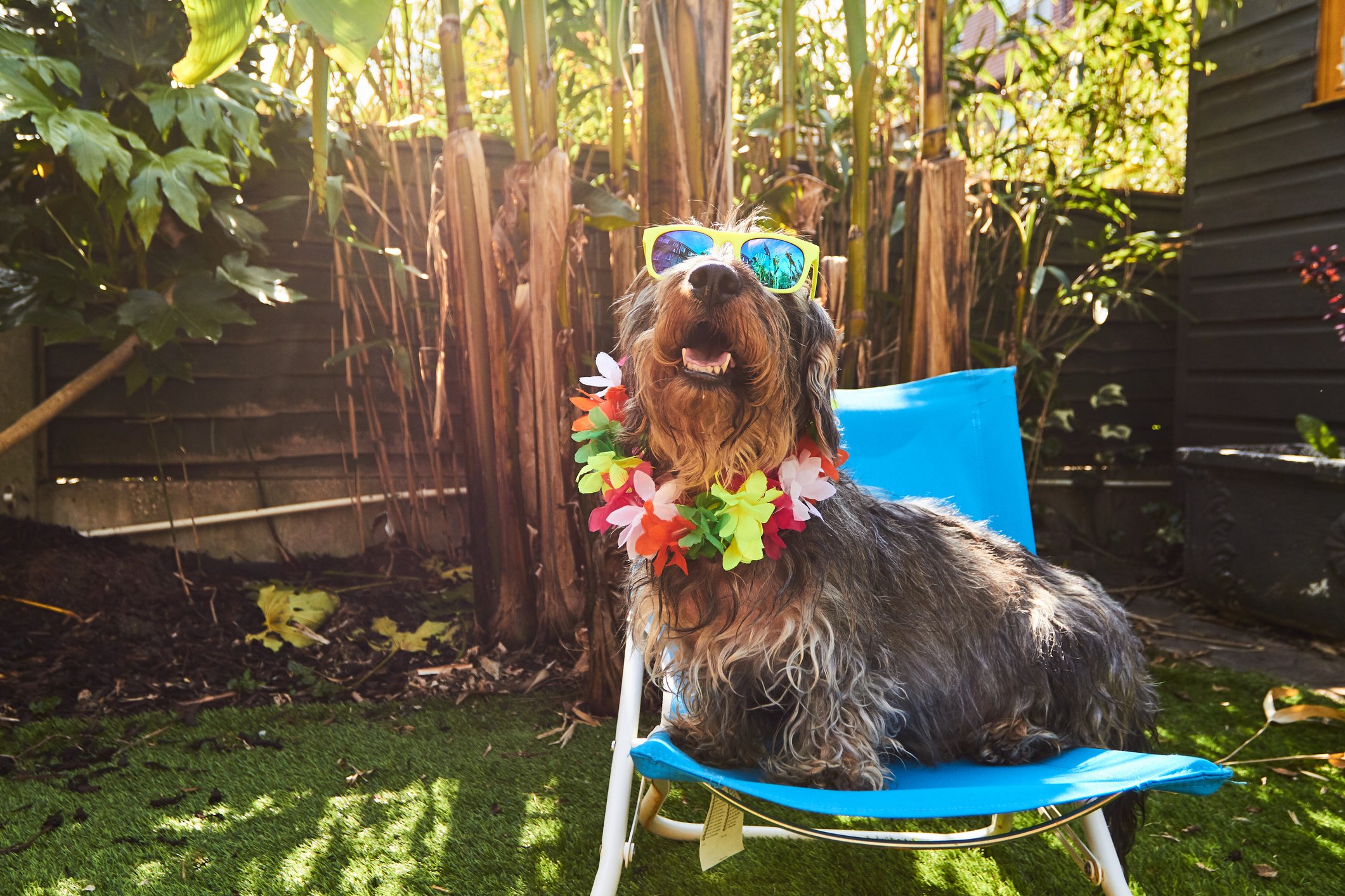 Dog wearing sunglasses and a lei is sitting outside on a chair