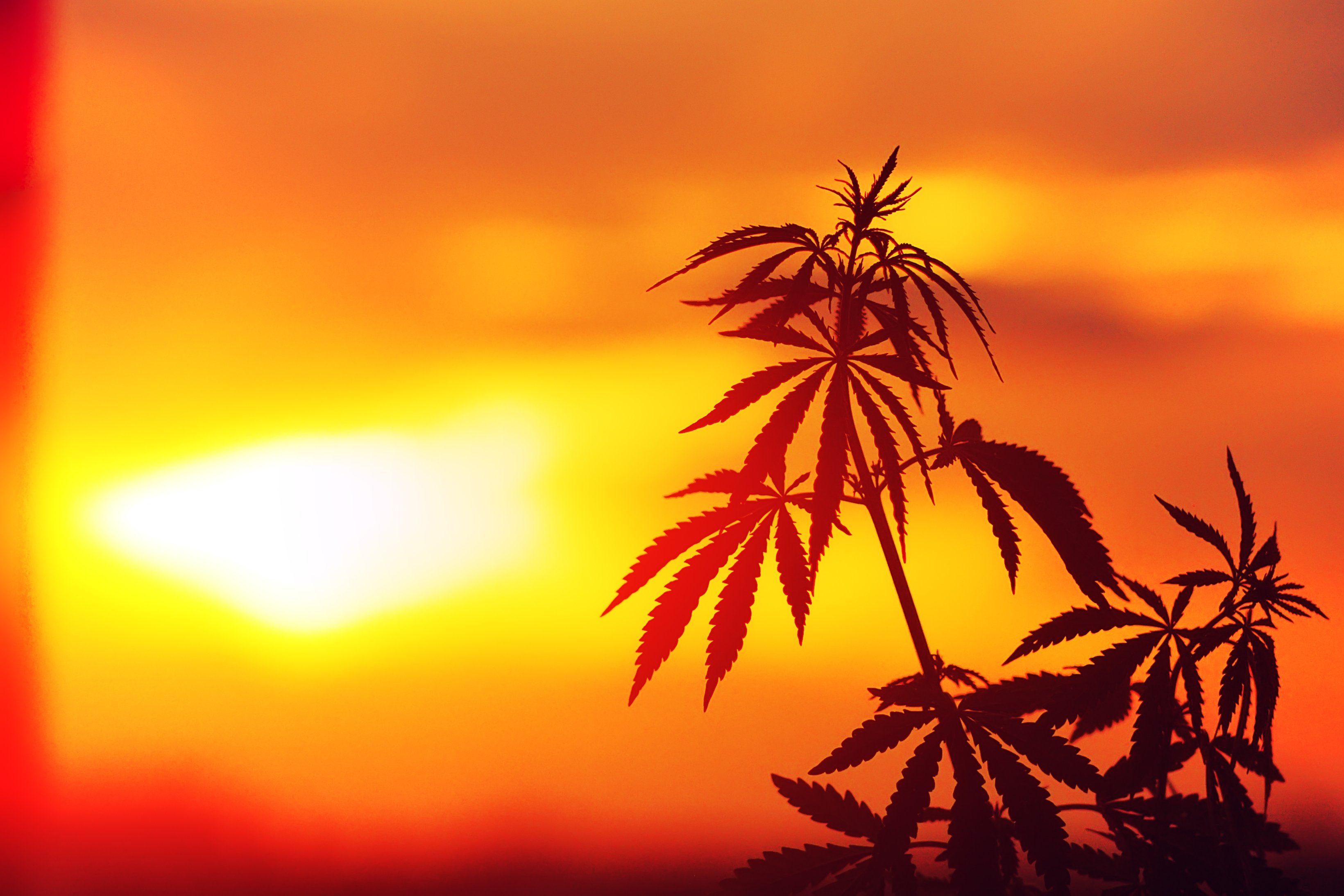 Marijuana plant in the sunset.