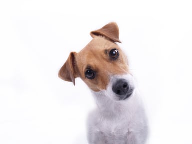 Brown and white puppy with a quizzical look