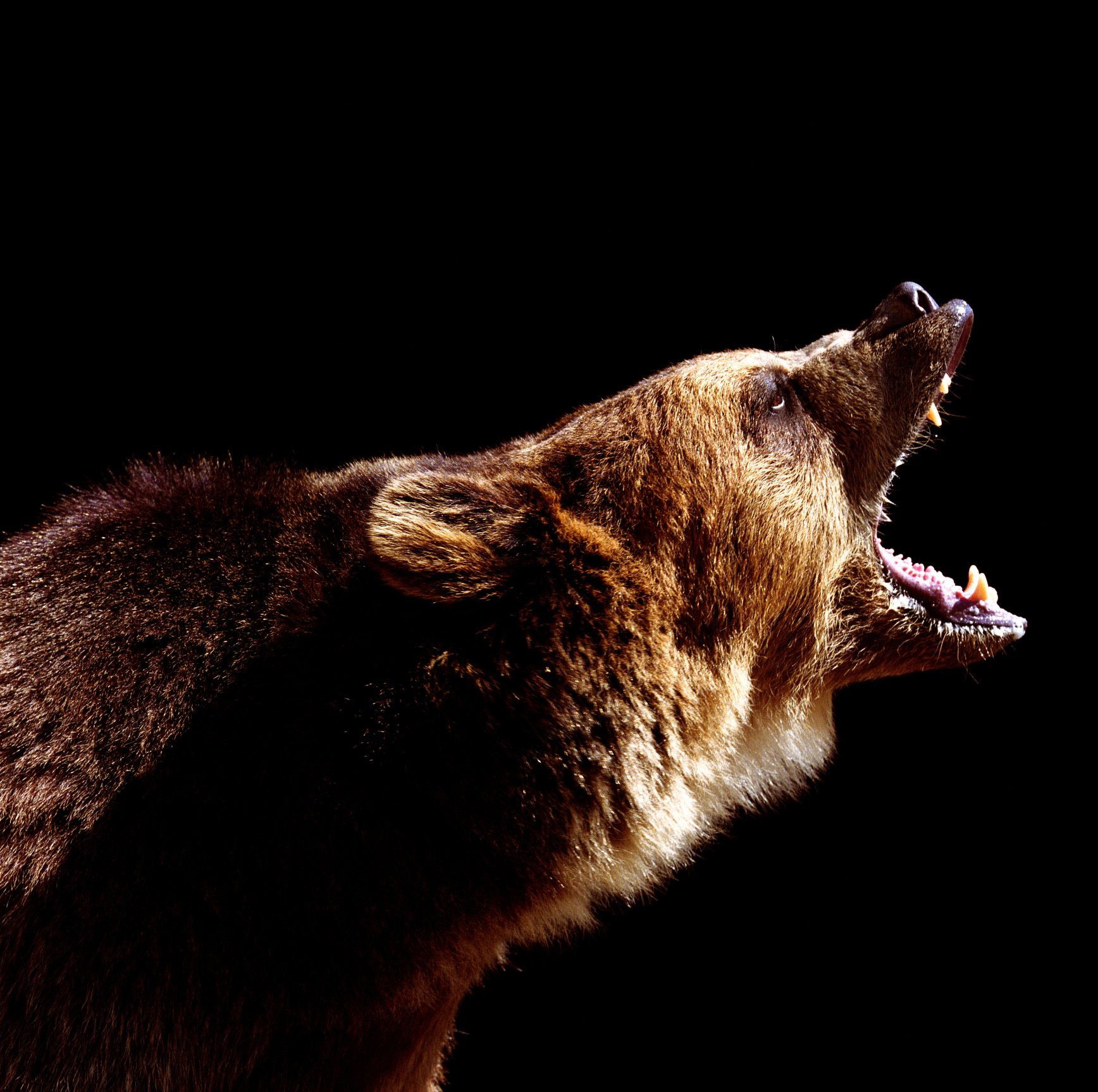 A grizzly bear opens its mouth in an apparent growl.