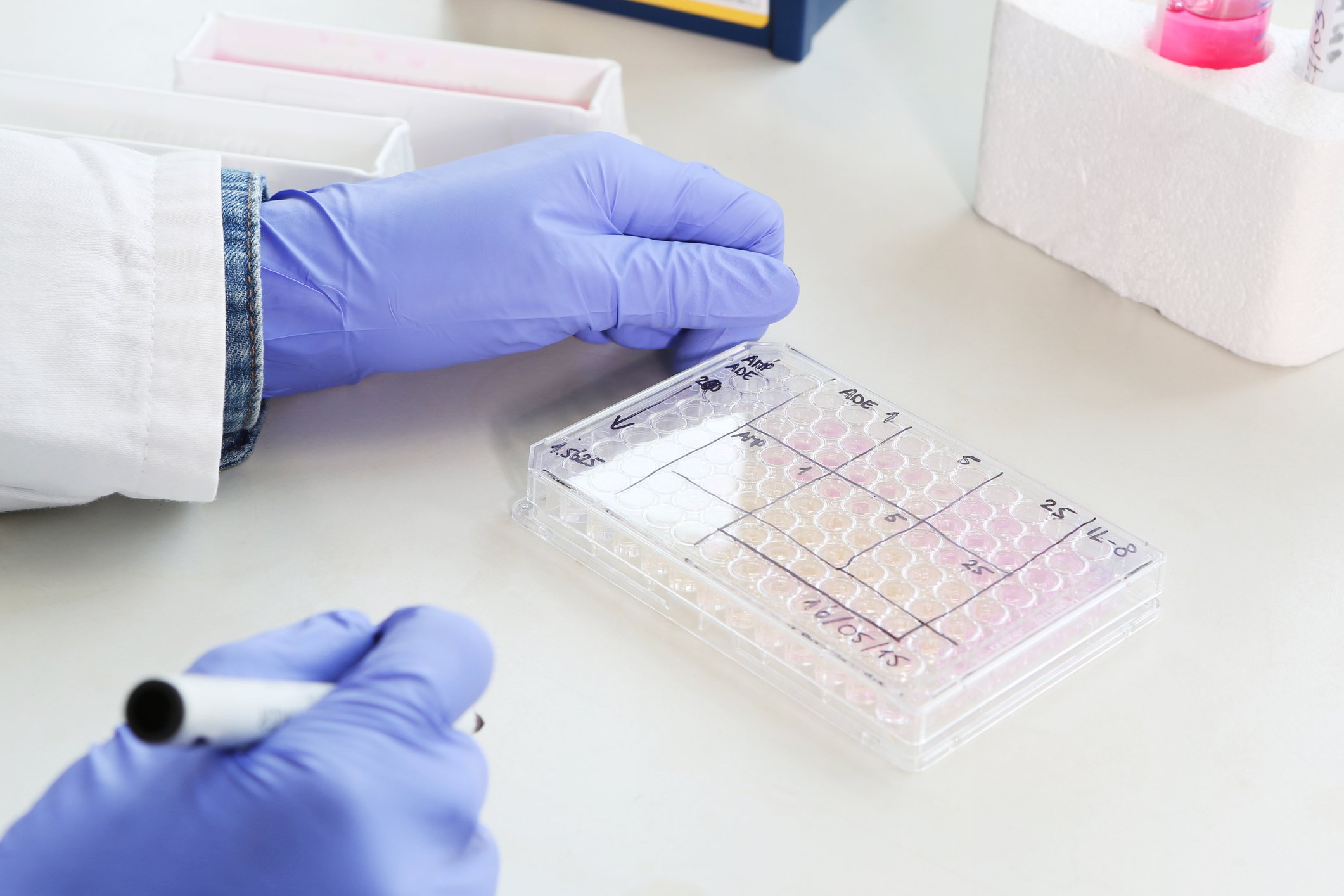 A gloved researcher with a 96-well plate mostly filled with samples.