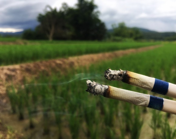 Two cigarettes burning in the foreground of an open field