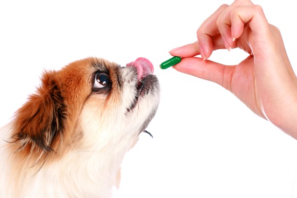 Hand giving a pill to a dog