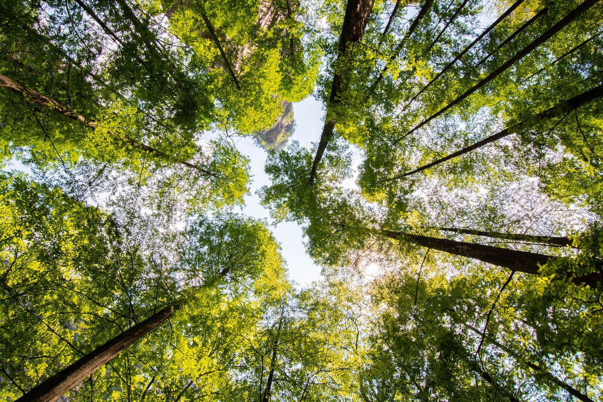 Tall trees as seen from the ground looking up