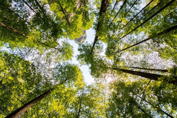 Tall trees as seen from the ground looking up