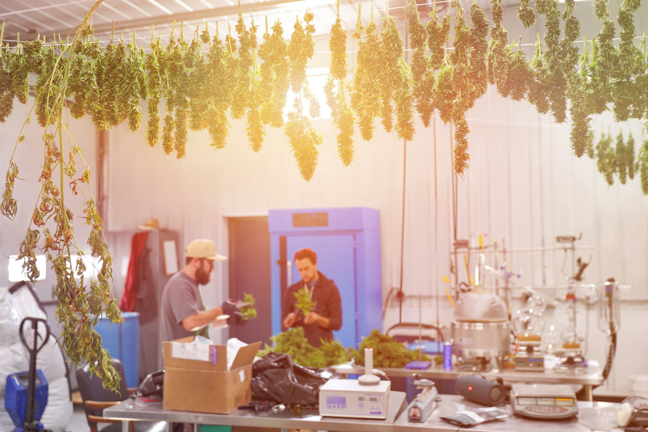 Two workers process cannabis plants in a sunny laboratory adorned with hanging trellises of drying cannabis flower.