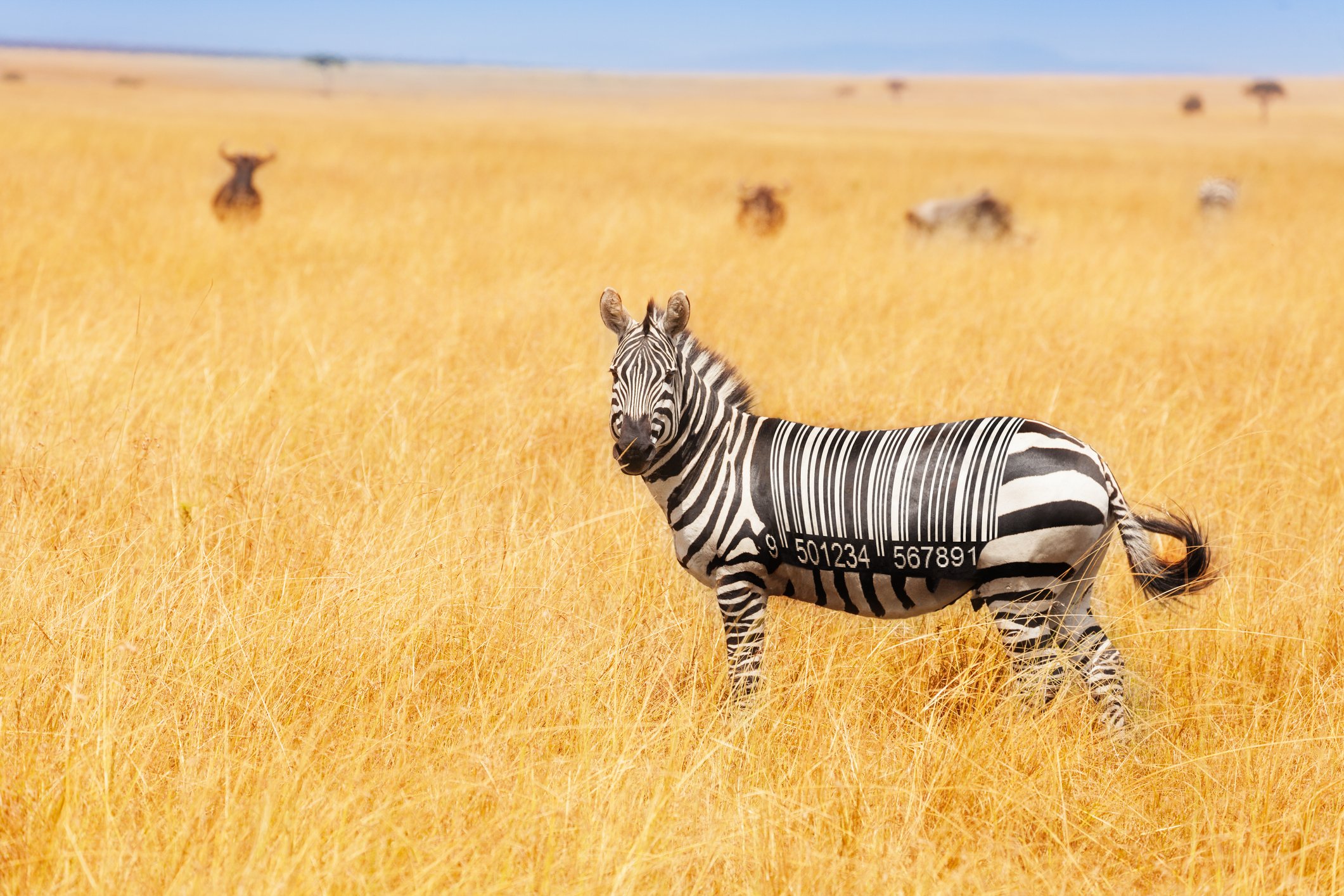 A zebra stands on a golden-brown savanna, its stripes forming a barcode with numbers.