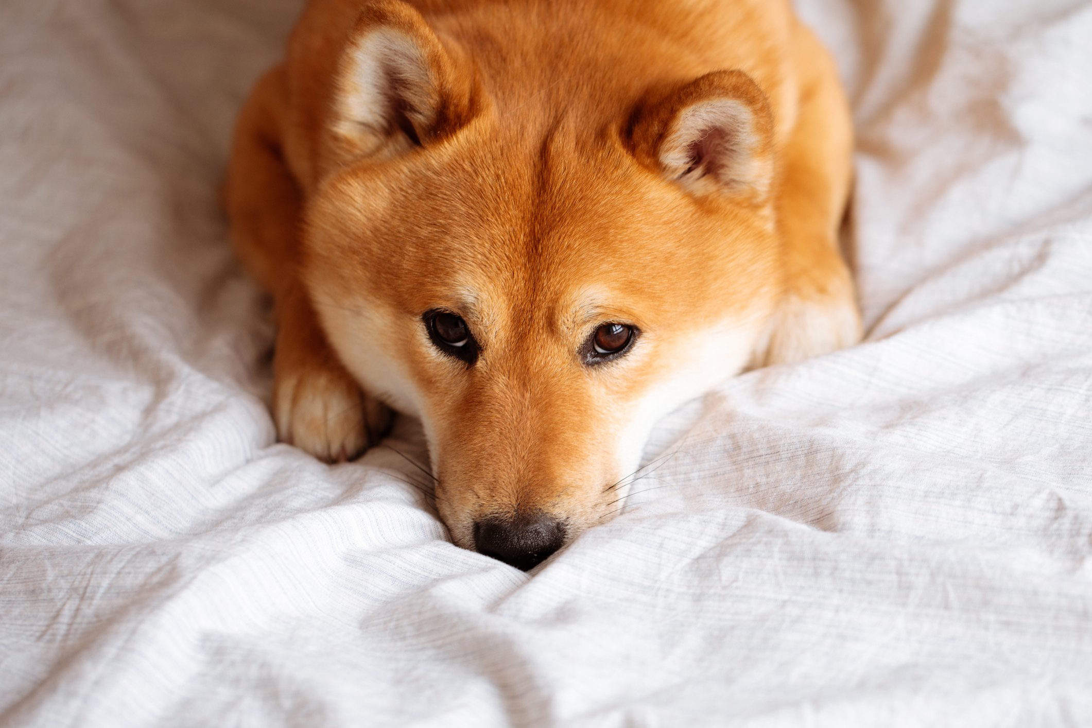 Shiba Inu Dogecoin