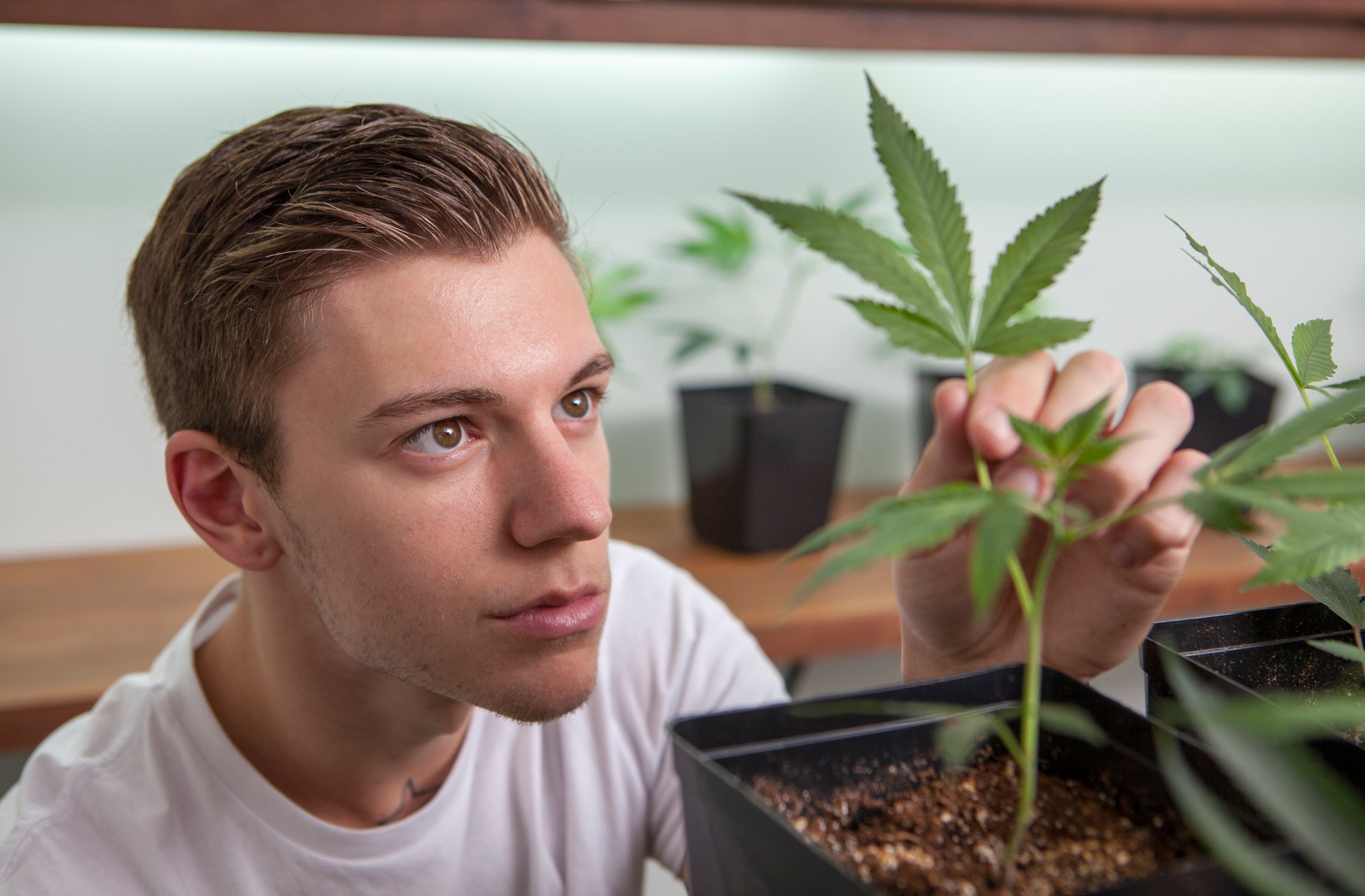 A man looking at a marijuana plant.