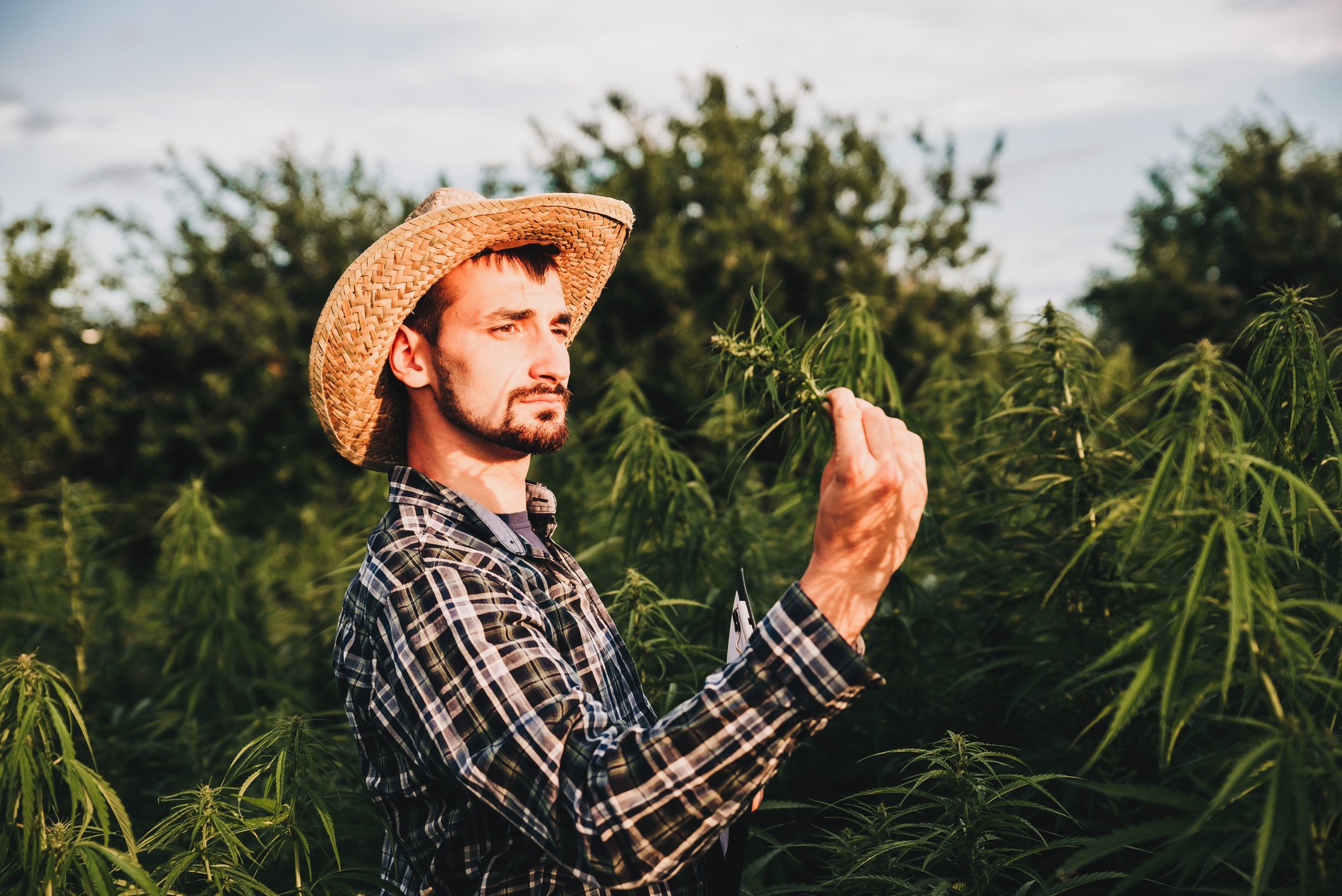 A cannabis farmer standing in a field of his crops inspects a cannabis sapling.