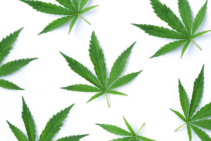 Isolated cannabis leaves against a white background