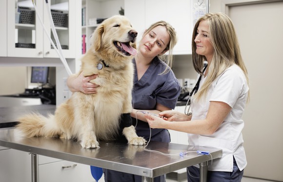 Veterinarians treating a dog.