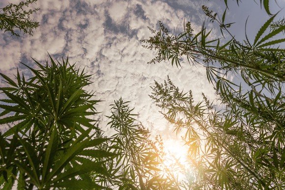 Cannabis plants growing towards the sky outside. 