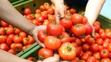 Tomatoes getty