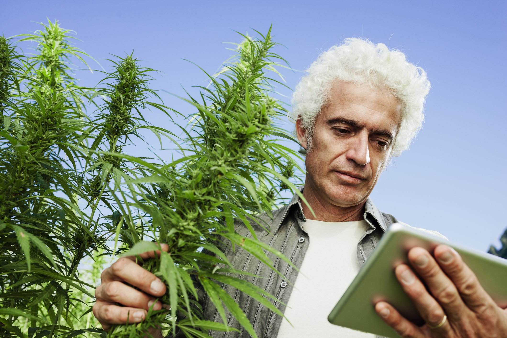 Man looking at tablet computer in marijuana field.