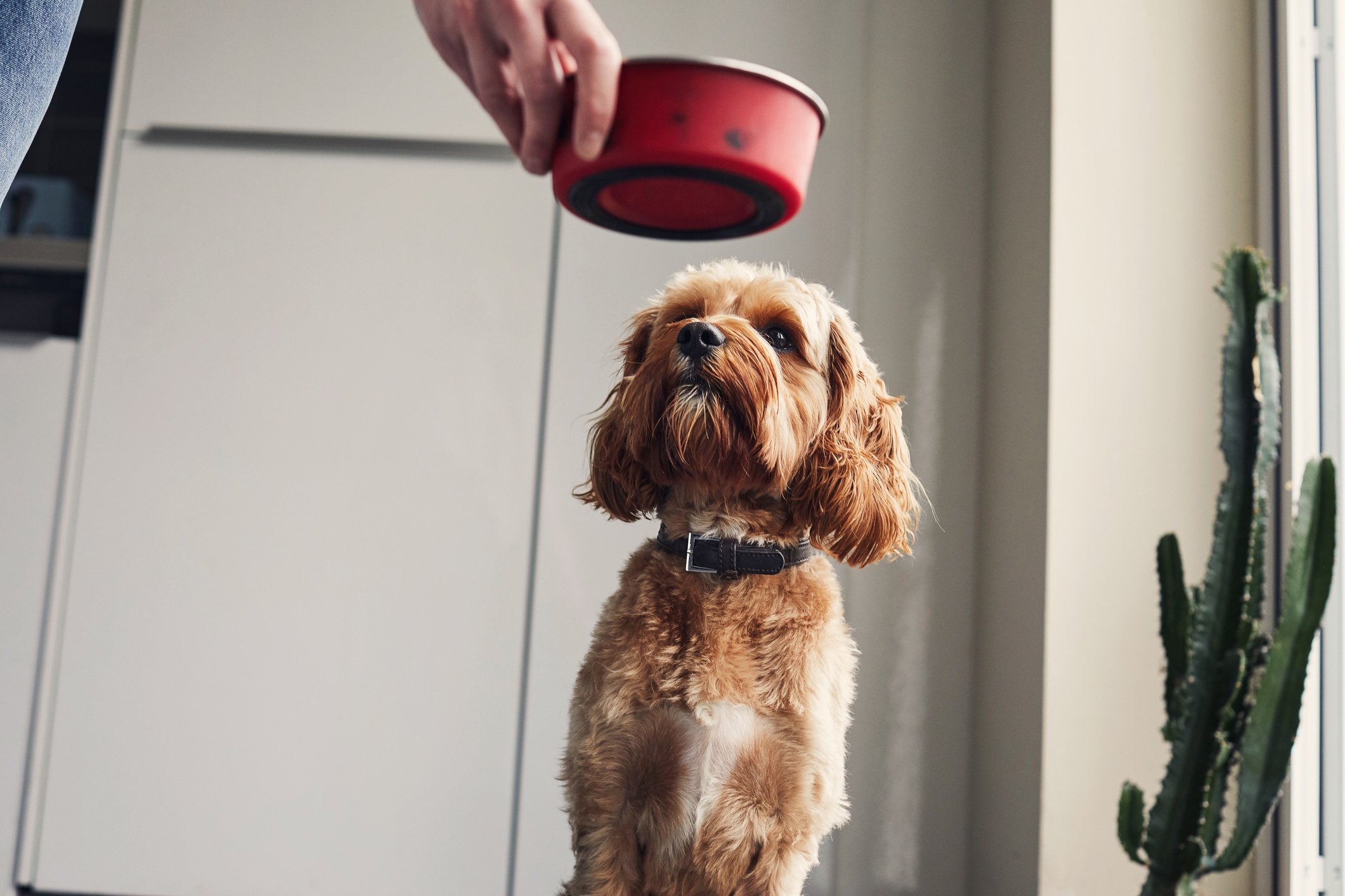 A woman bringing a red feeding dish to her dog in a white-walled room iwth a potted cactus in the background.
