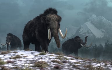 Wooly Mammoths