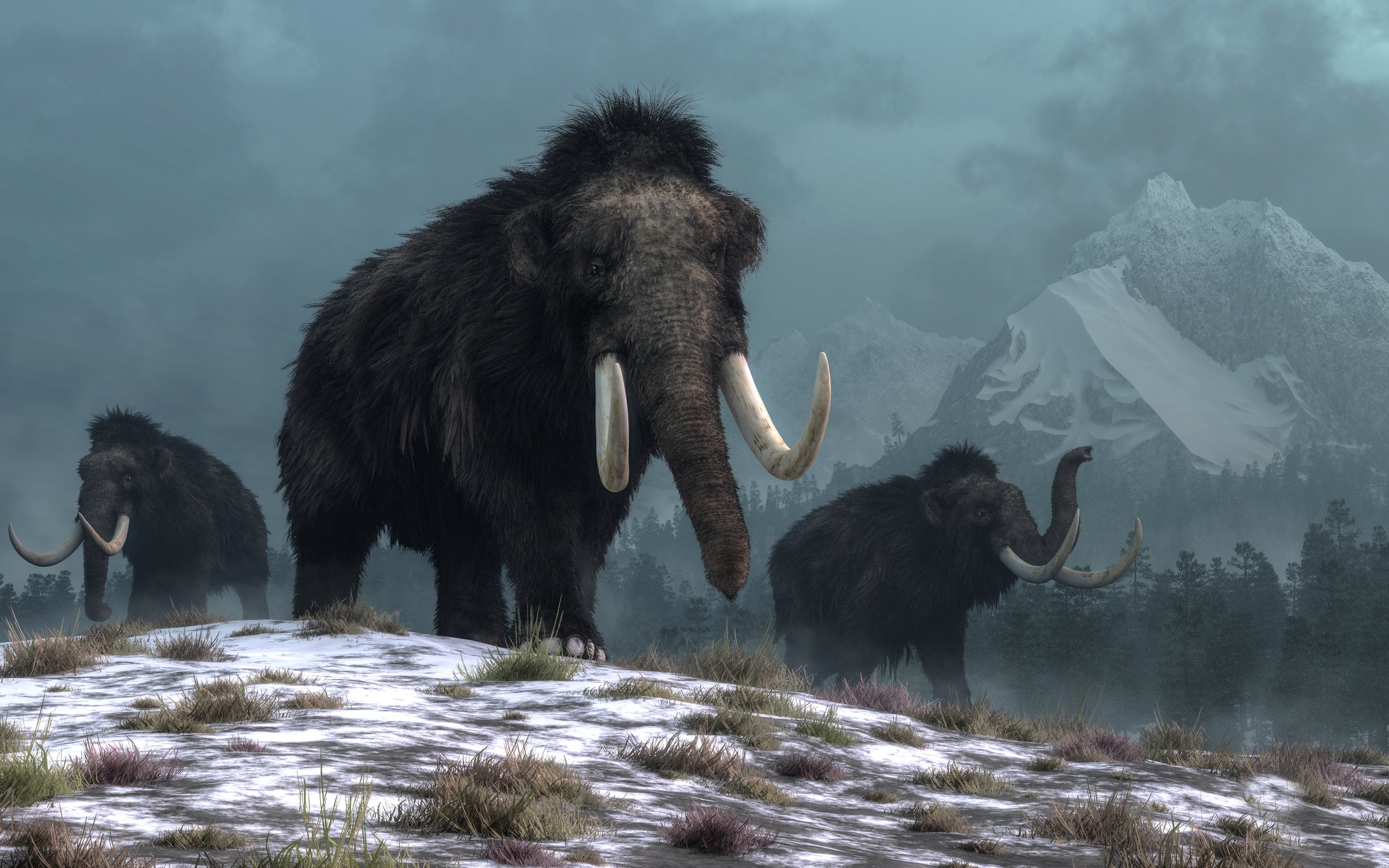 Three wooly mammoths on snow covered ground with mountains in the background.