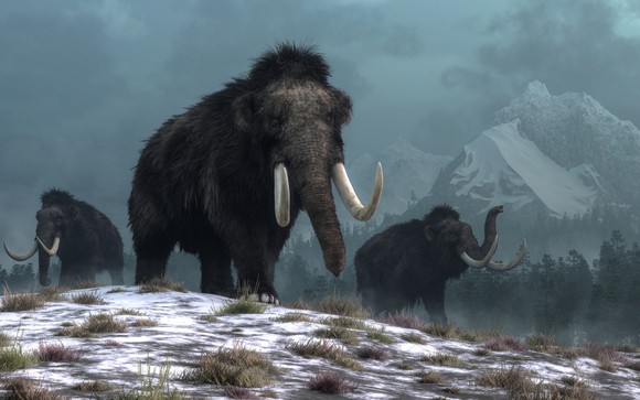 Three wooly mammoths on snow covered ground with mountains in the background.