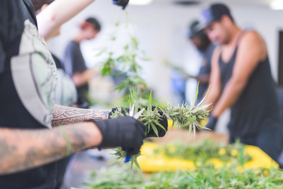 Workers process cannabis in a cultivation facility. 