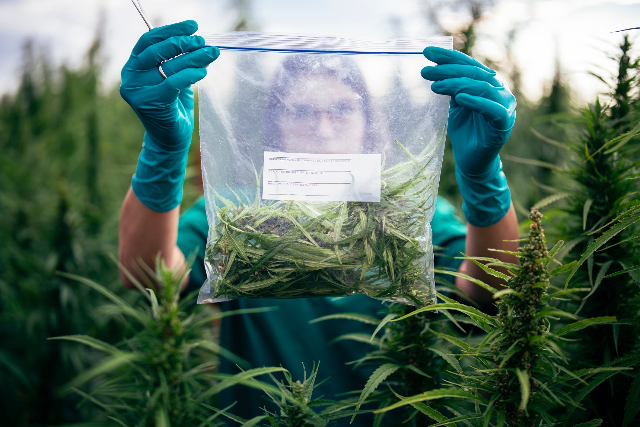 A person in a cannabis field holding up a ziplock bag that contains marijuana plant. 