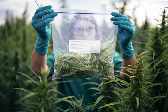 A person in a cannabis field holding up a ziplock bag that contains marijuana plant. 