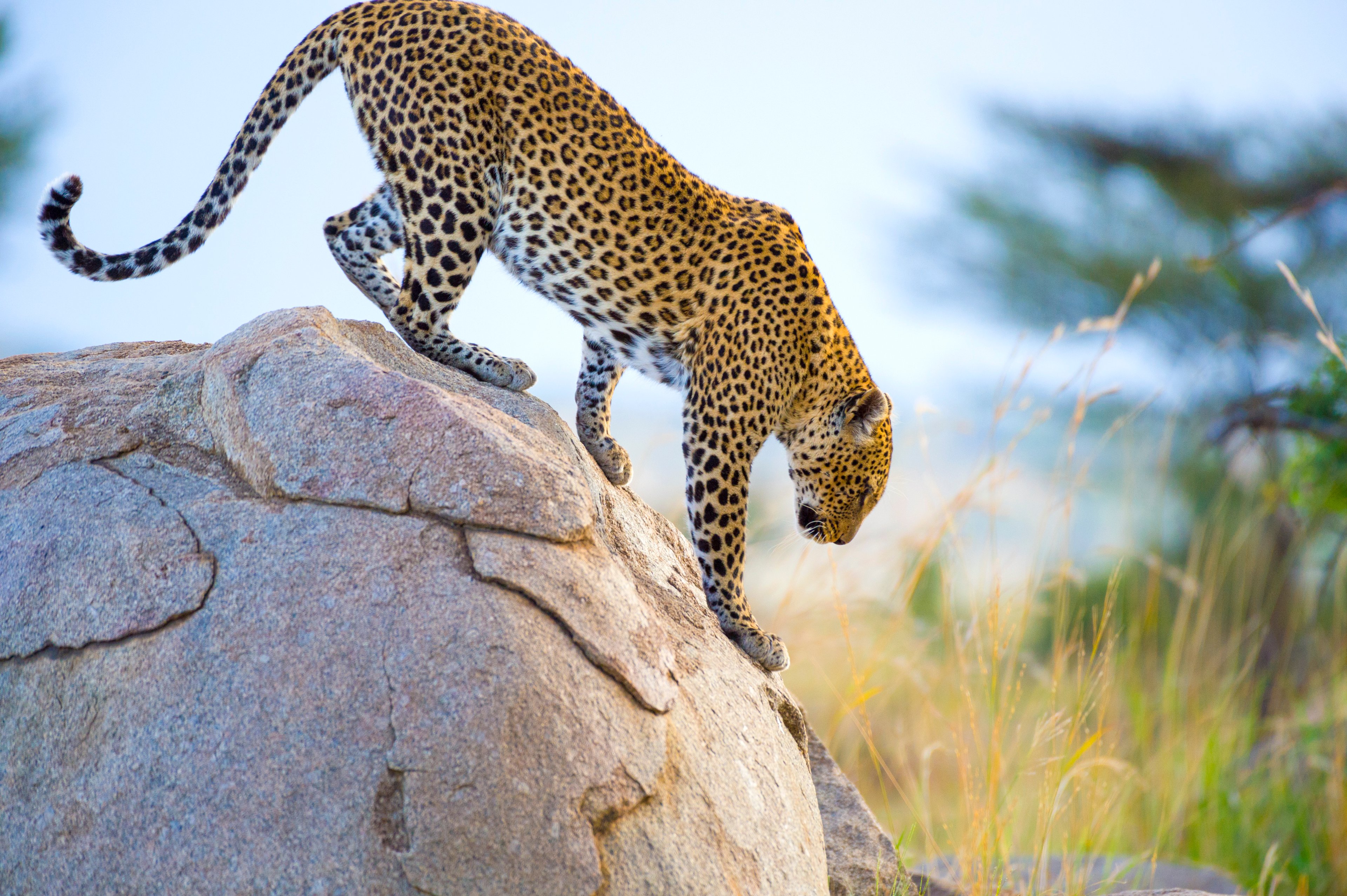 getty-cheetah