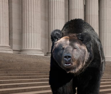 Bear walking on city street in New York