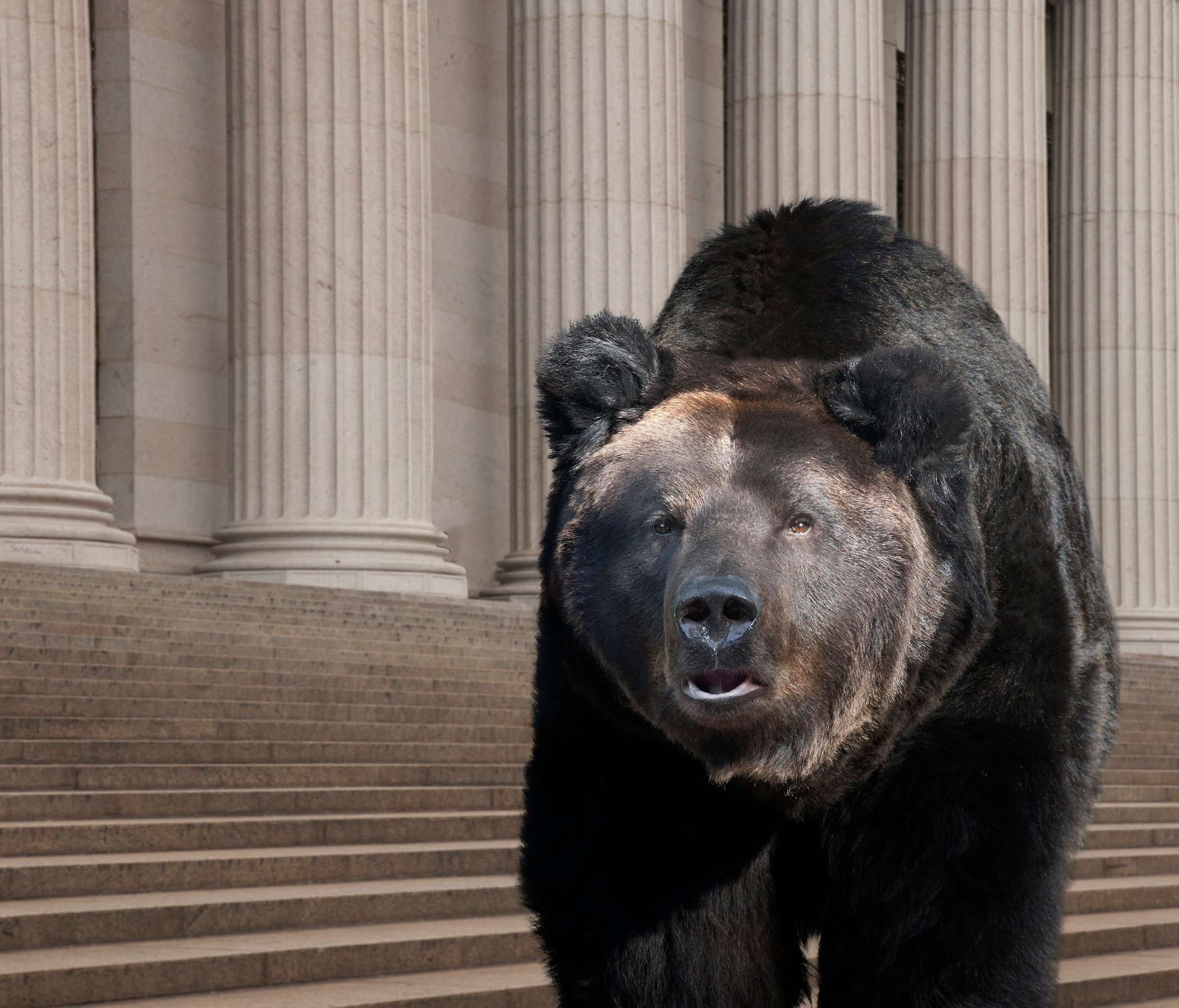 Bear walking on city street in New York.