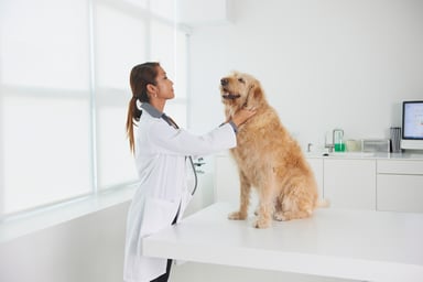Female veterinarian checking out a dog on a table