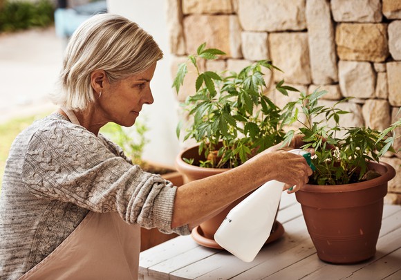 Person tending cannabis plants. 