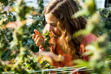 farmer in field smells marijuana plant