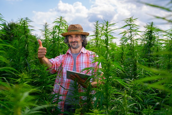 Farmer in cannabis field giving thumbs-up.