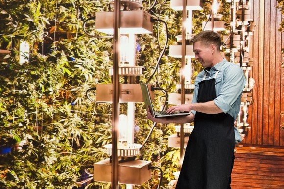 A person standing in a marijuana growing facility holding a laptop 