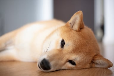 sleeping-shiba-inu-dogecoin-getty
