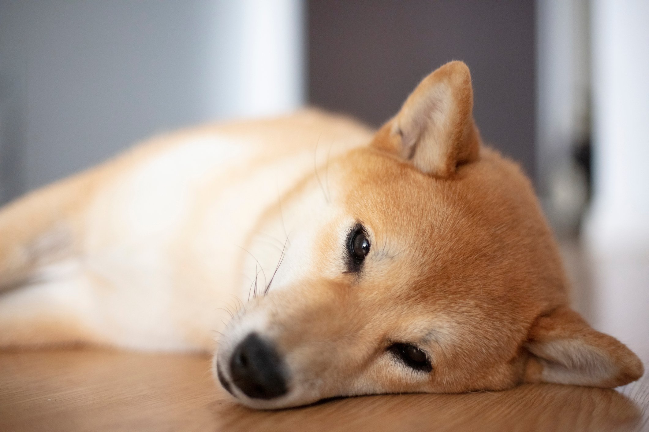 Sleepy shiba inu dog 