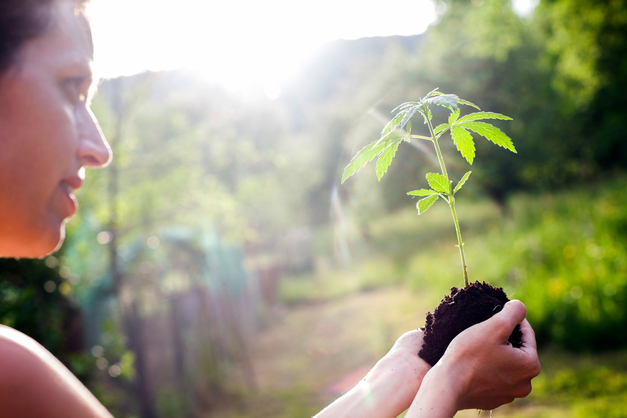 A person holding a small cannabis plant.