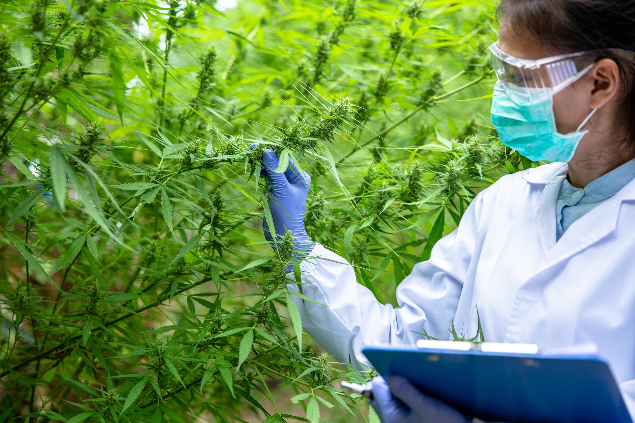 Person inspecting cannabis plants outdoors.