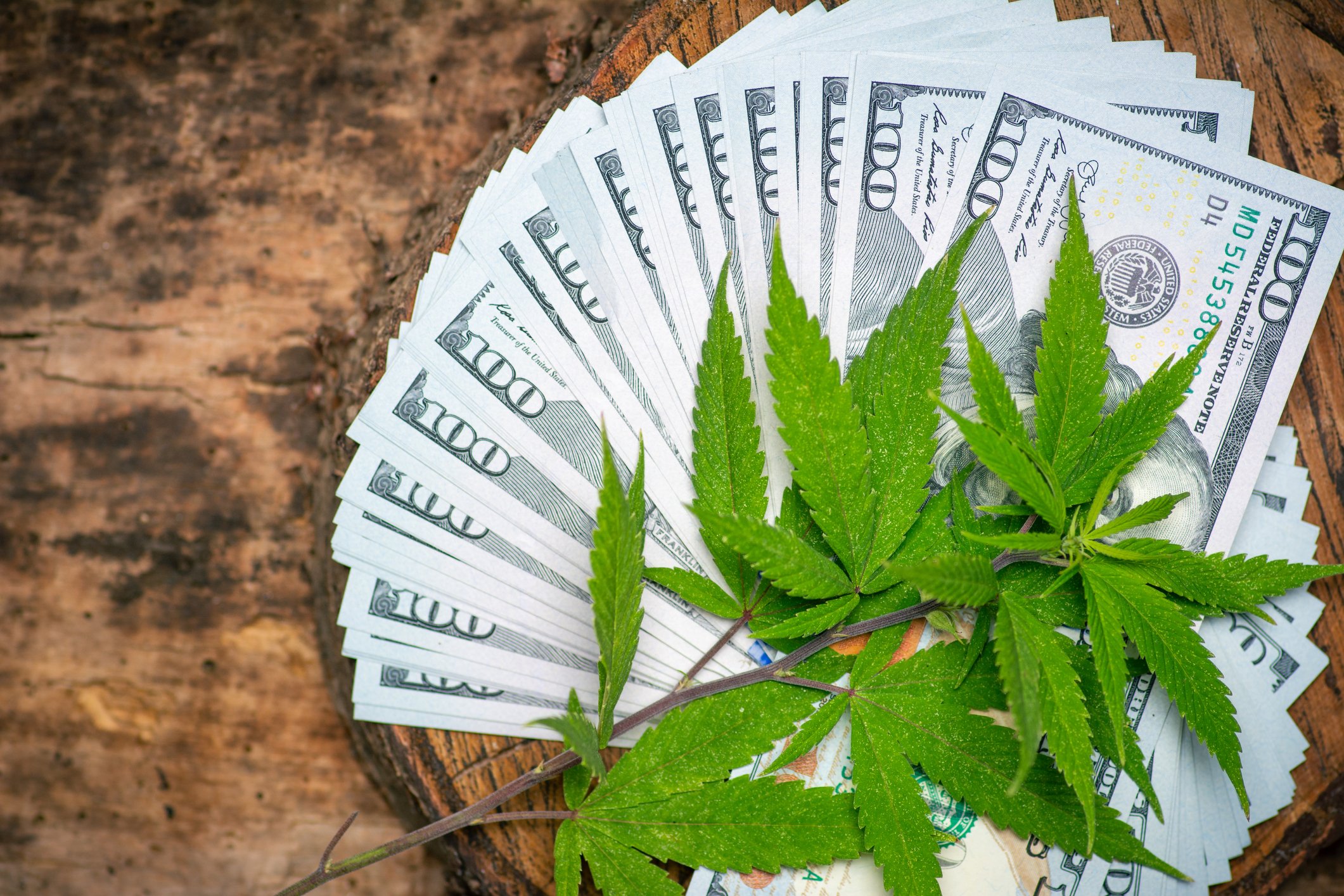 Marijuana leaves on top of fanned out $100 bills.