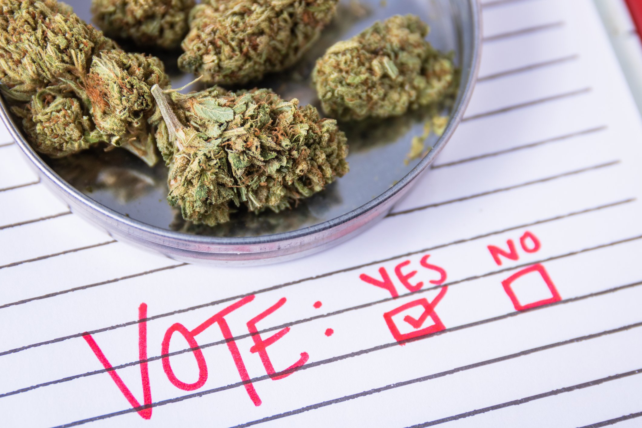 Paper ballot under bowl of cannabis buds.