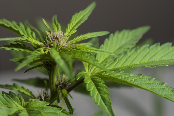 Close up of a flowering marijuana plant.