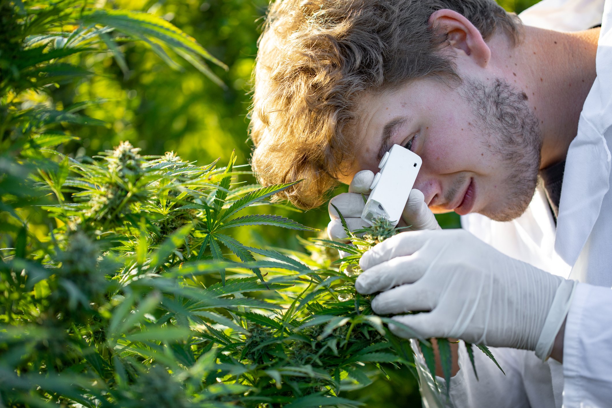 A person looking at a marijuana plant with a small microscope. 