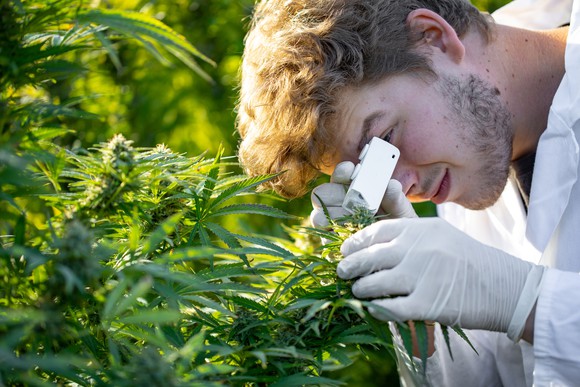 A person looking at a marijuana plant with a small microscope. 