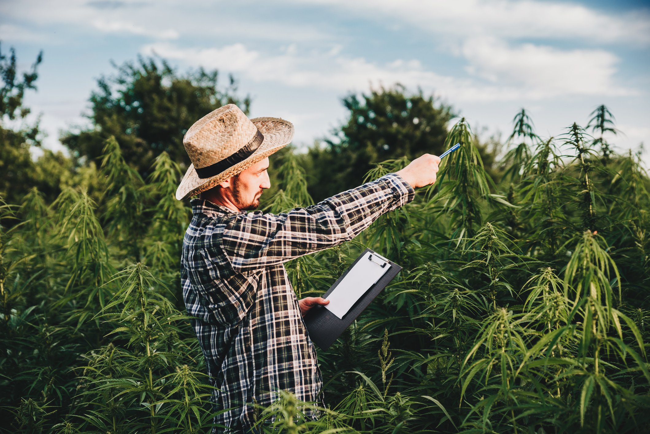 A person surveying a cannabis plant field while holding a clipboard.
