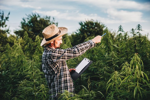 A person surveying a cannabis plant field while holding a clipboard.