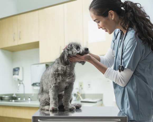 A veterinarian is examining a dog.