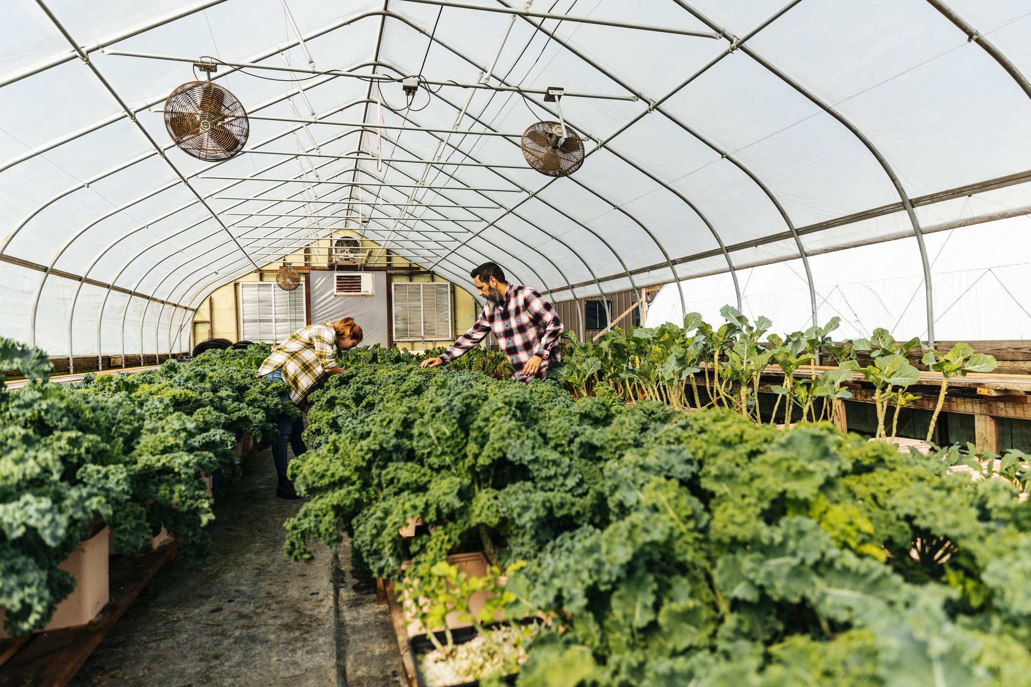 Two people working in a greenhouse.