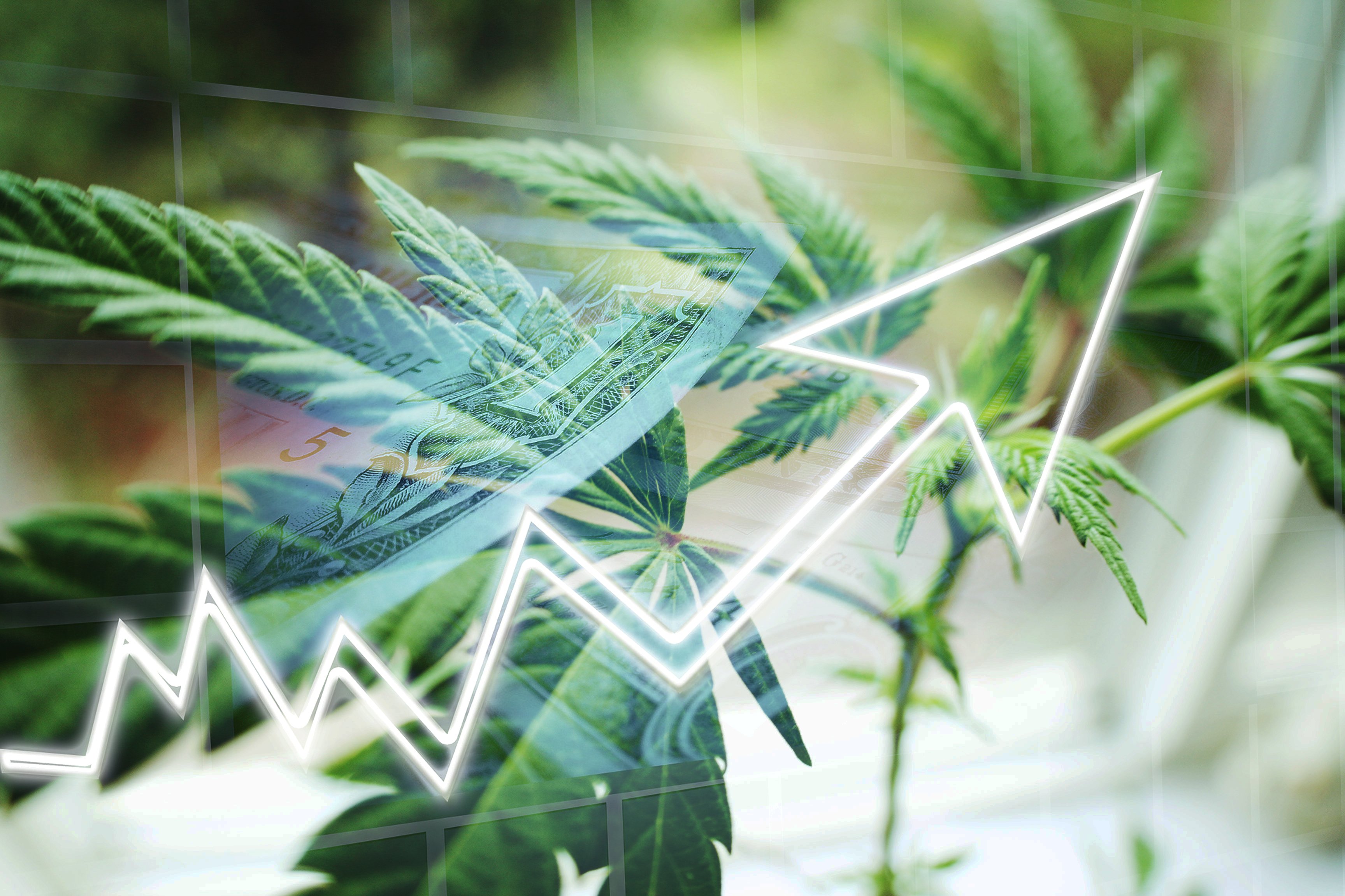 A white line with an arrow pointing up with a cannabis plant in the background.