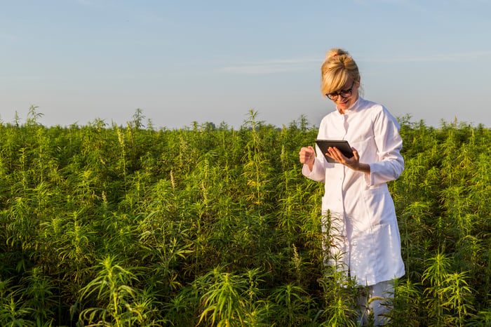 A woman in a white lab coat in a field of cannabis. 